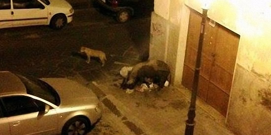 [Foto notizia in primo piano]